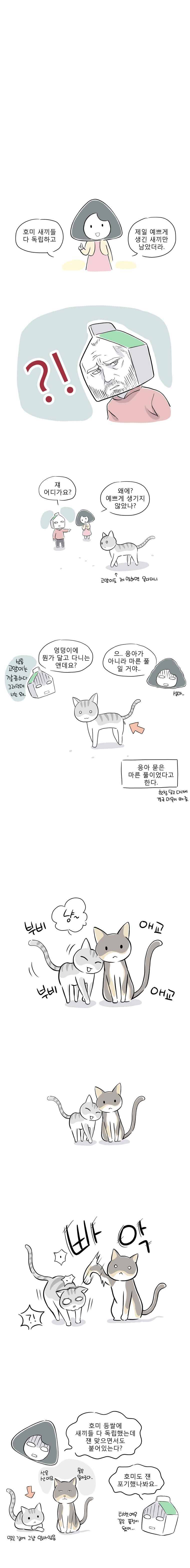 풀 뜯어먹는 소리 44화 시골 야생 고양이 (1) 2