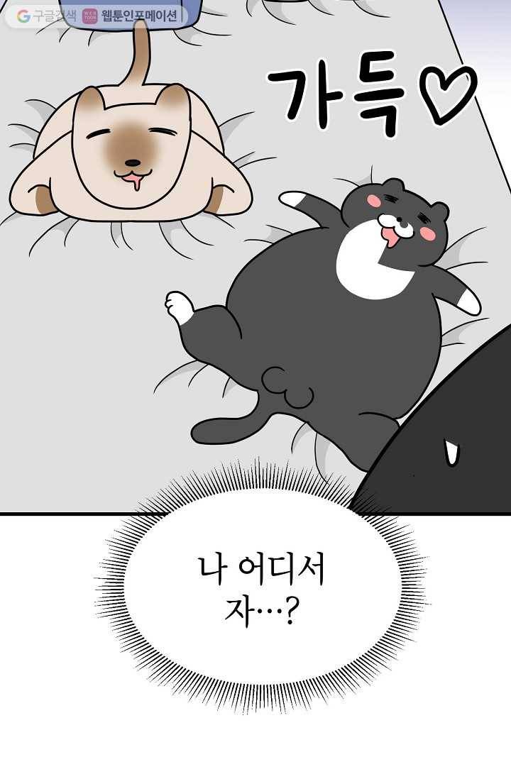 넘 많은 고양! 020화 12