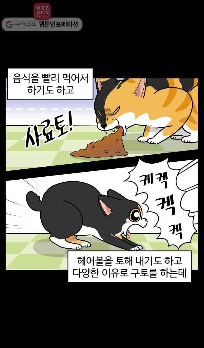 노곤하개 시즌2 90화 고양이 호야 3