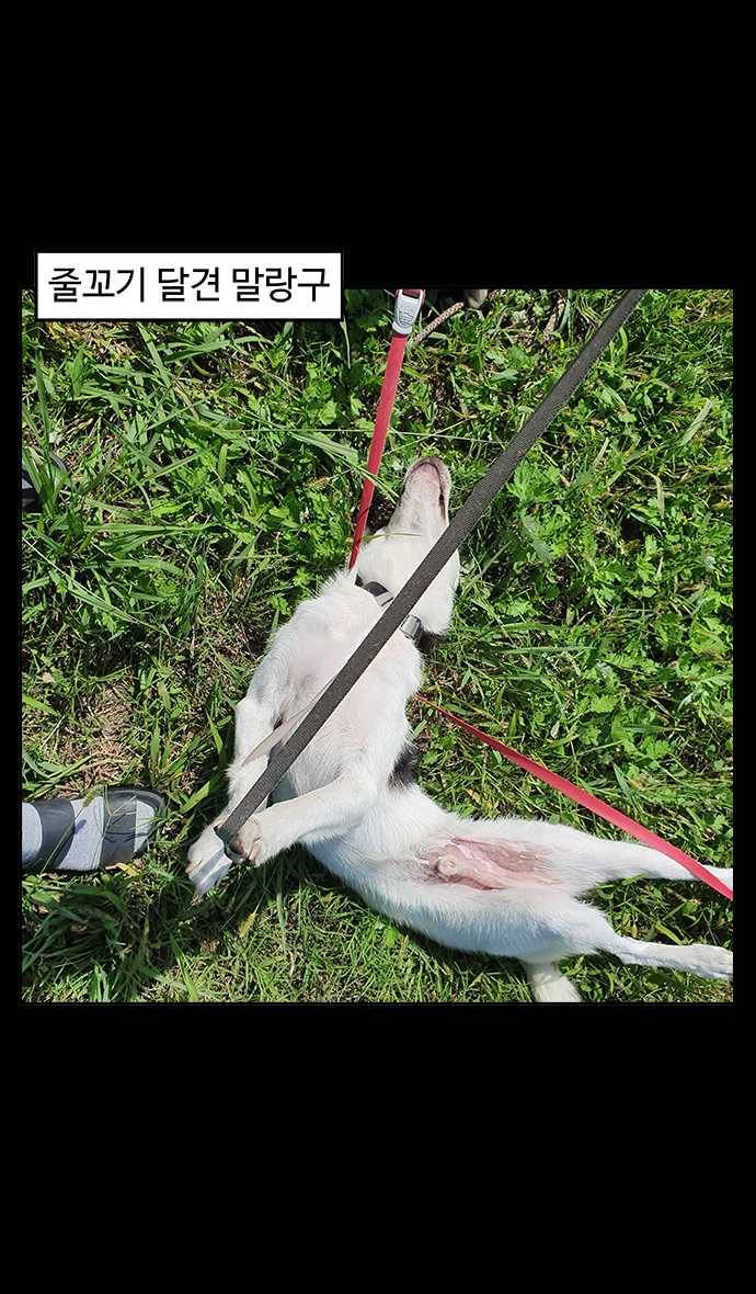 노곤하개 시즌4 51화 줄 꼬기 2