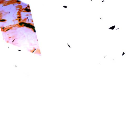 트럼프 129화 41