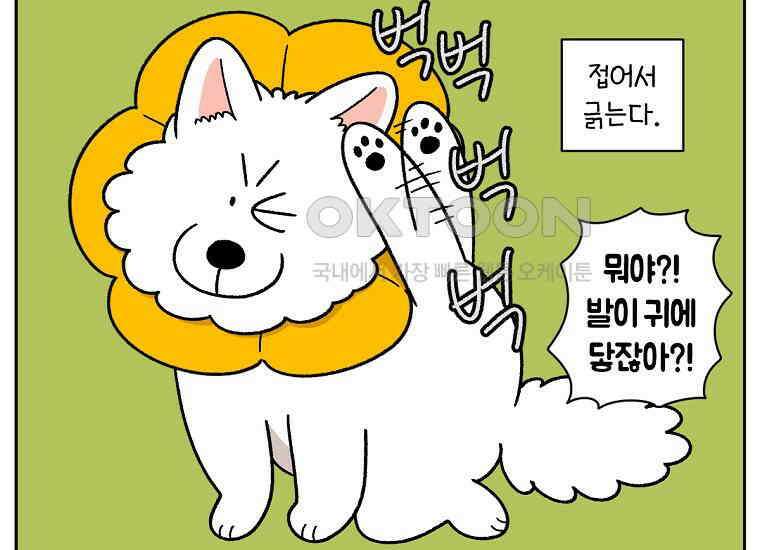 극한견주 시즌2 29화 말을 잘 듣는 건지 안 듣는 건지 모르겠는 개 18