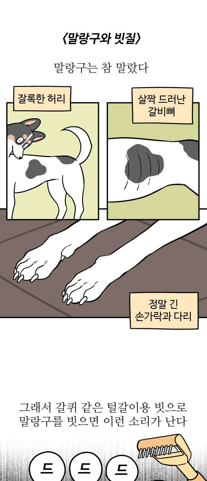 노곤하개 쇼츠 강아지 말랑구 2