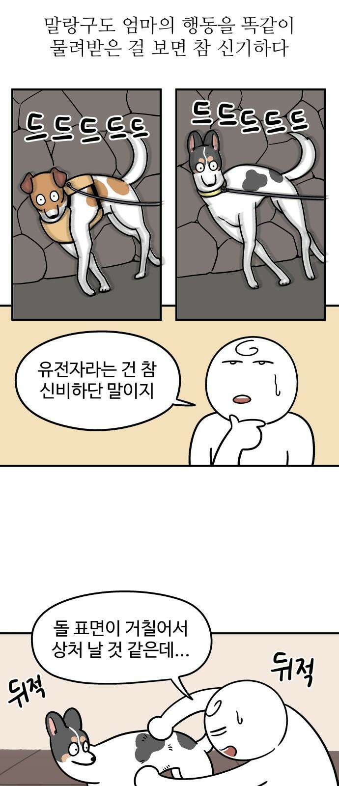 노곤하개 쇼츠 강아지 말랑구 5