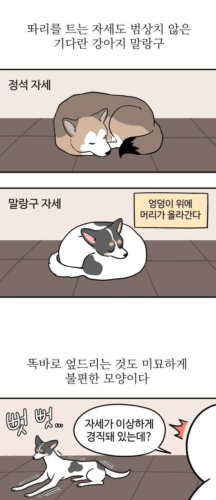 노곤하개 쇼츠 강아지 말랑구 8