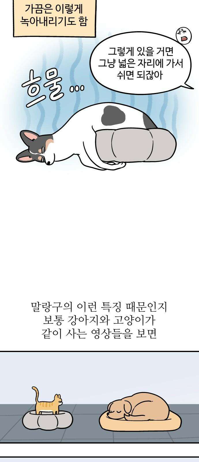 노곤하개 쇼츠 강아지 말랑구 11