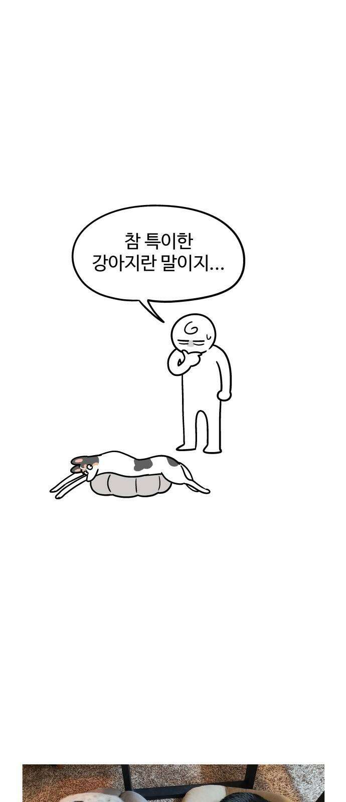 노곤하개 쇼츠 강아지 말랑구 13
