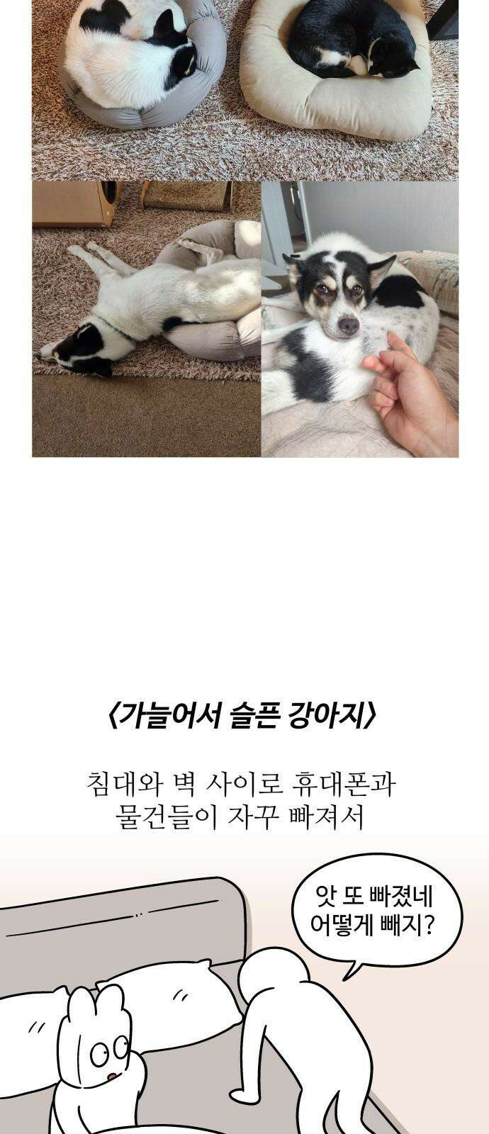노곤하개 쇼츠 강아지 말랑구 14