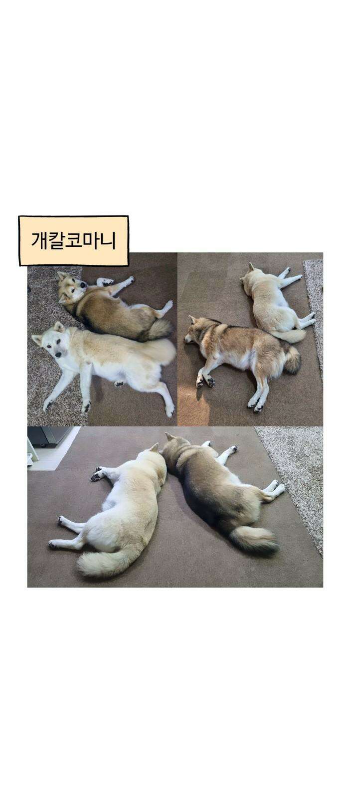 노곤하개 쇼츠 형제라는 것 7