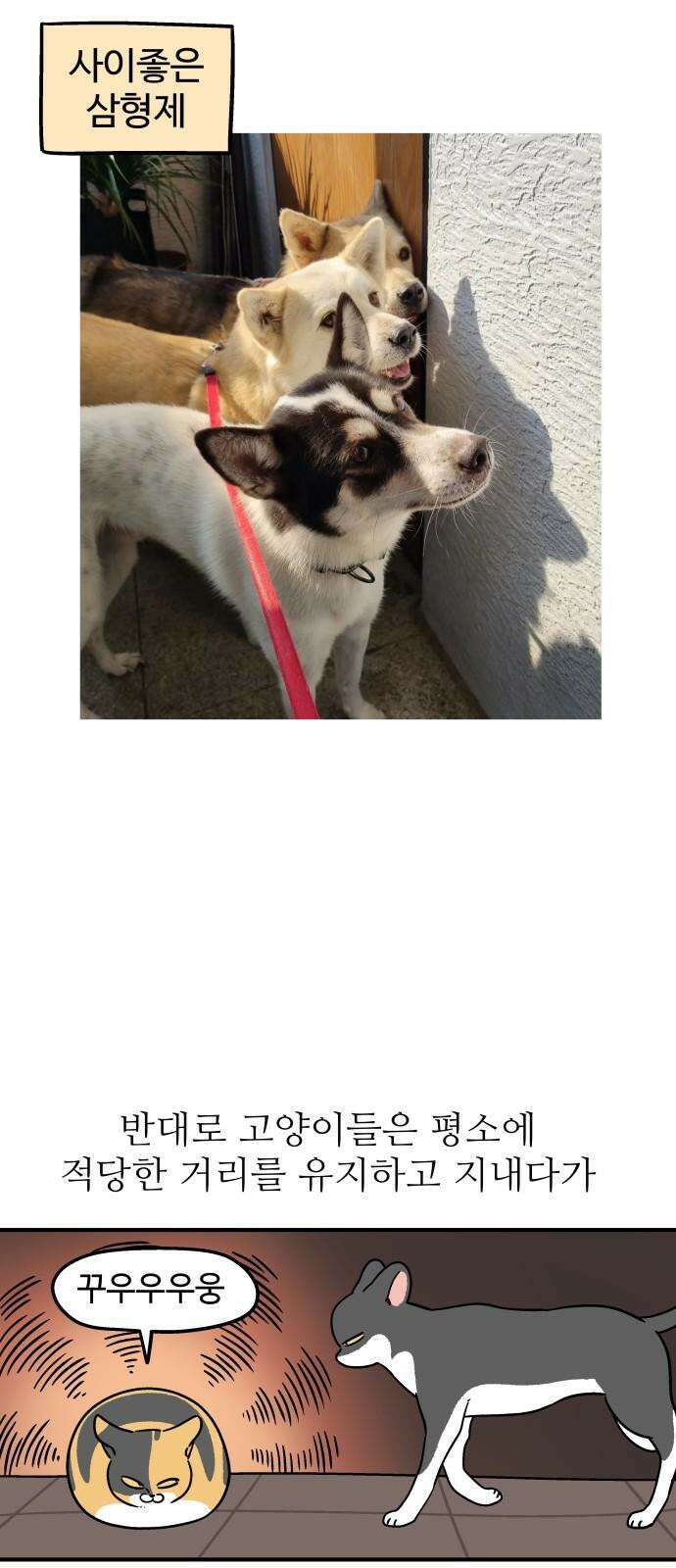 노곤하개 쇼츠 형제라는 것 8