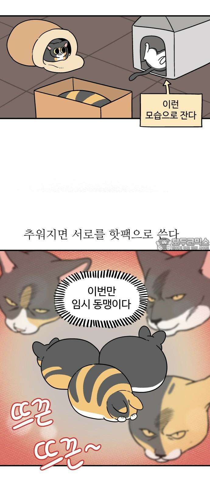 노곤하개 쇼츠 형제라는 것 9