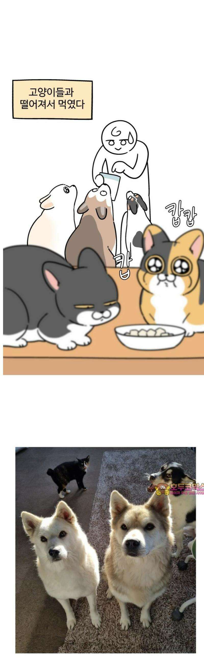 노곤하개 쇼츠 우겨본다 10