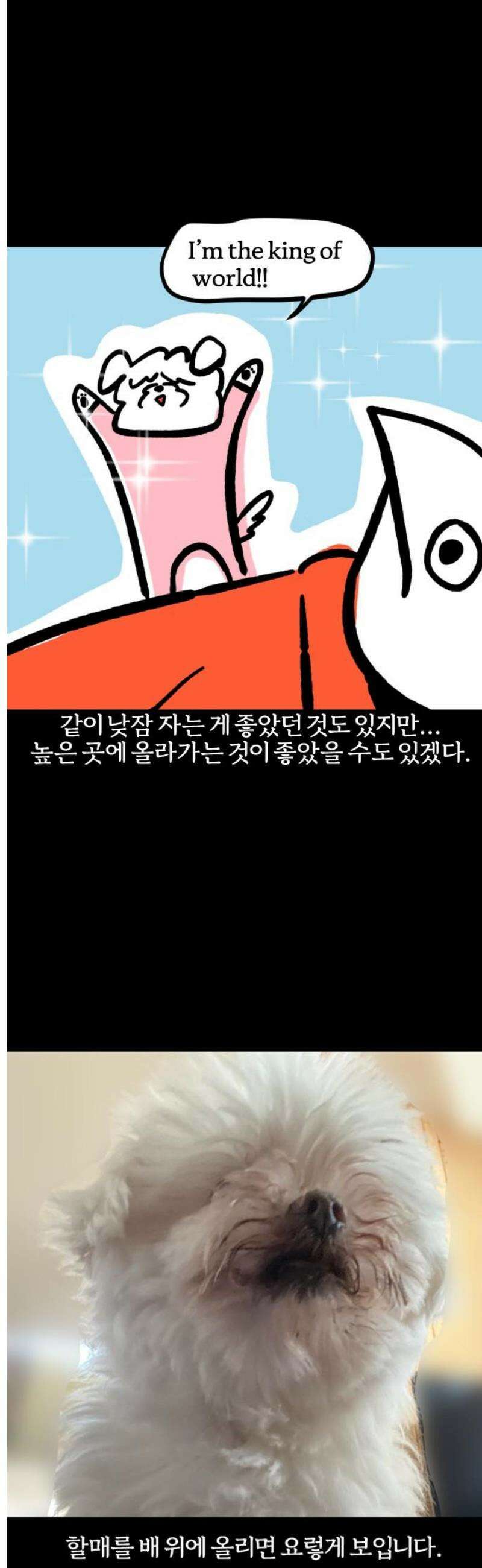 개집사 93화: 전용 침대 13