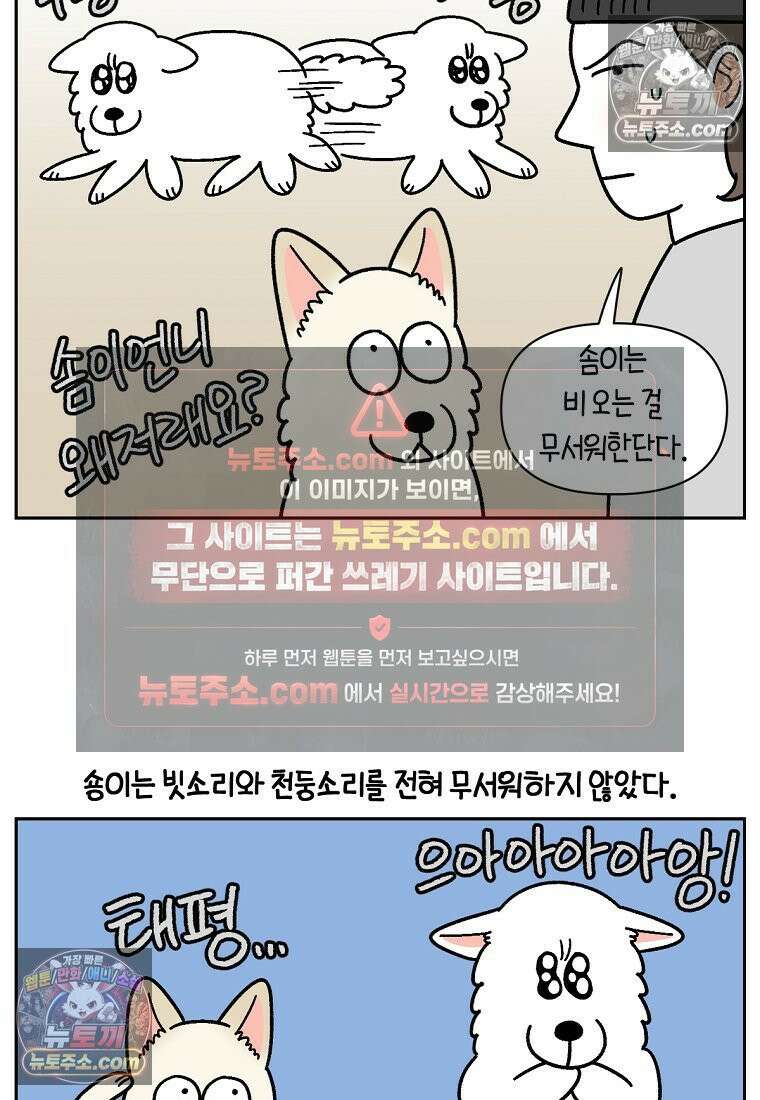 극한견주 시즌2 118화 비 오는 날의 숑이 5