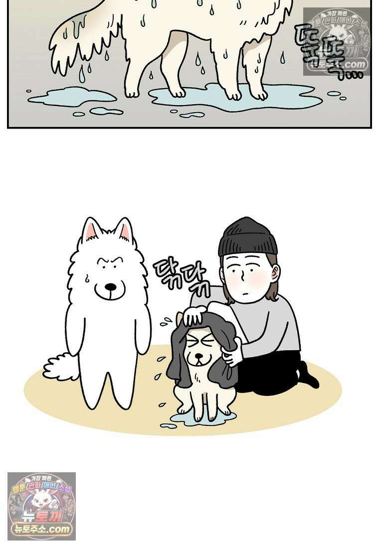 극한견주 시즌2 118화 비 오는 날의 숑이 14