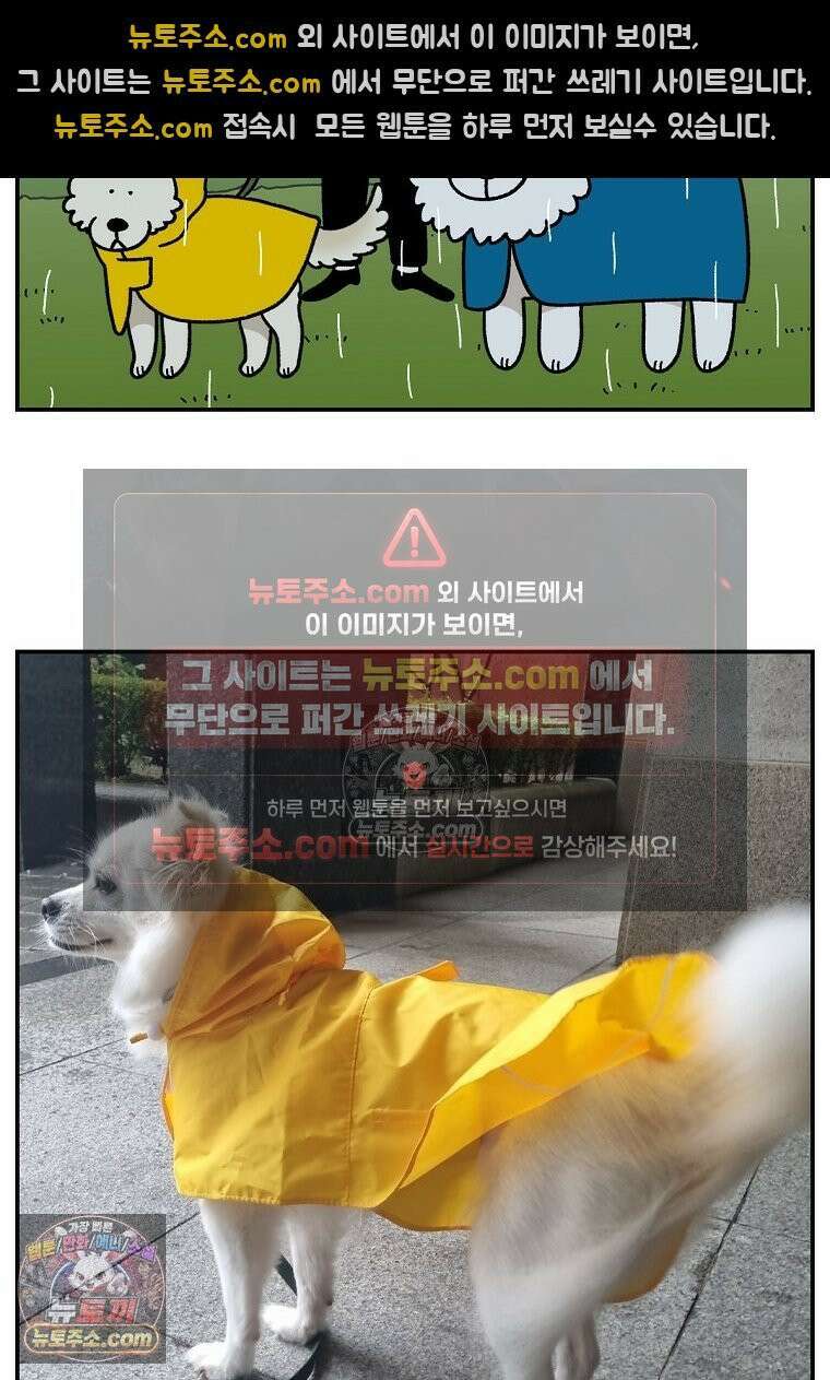극한견주 시즌2 118화 비 오는 날의 숑이 18