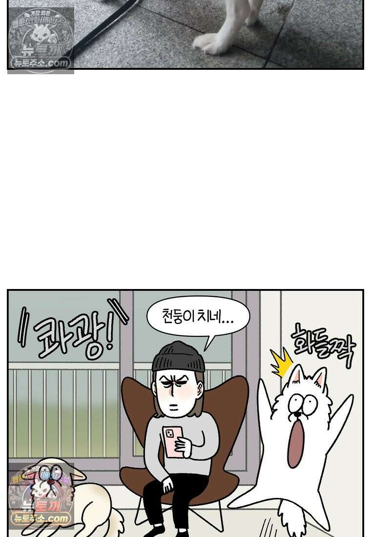 극한견주 시즌2 118화 비 오는 날의 숑이 19