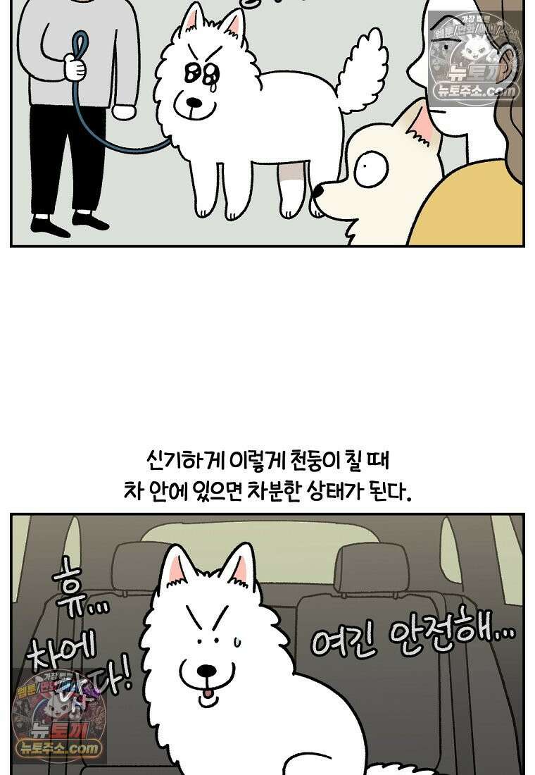 극한견주 시즌2 118화 비 오는 날의 숑이 22
