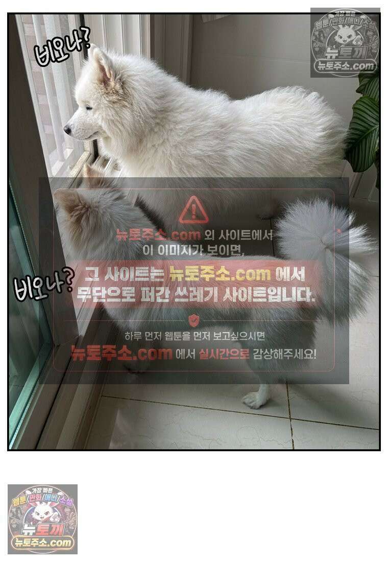 극한견주 시즌2 118화 비 오는 날의 숑이 25