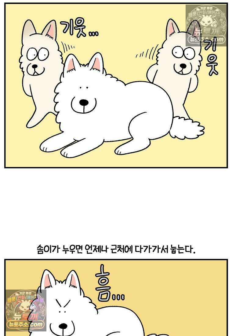 극한견주 시즌2 128화 솜이와 숑이의 싸움 3