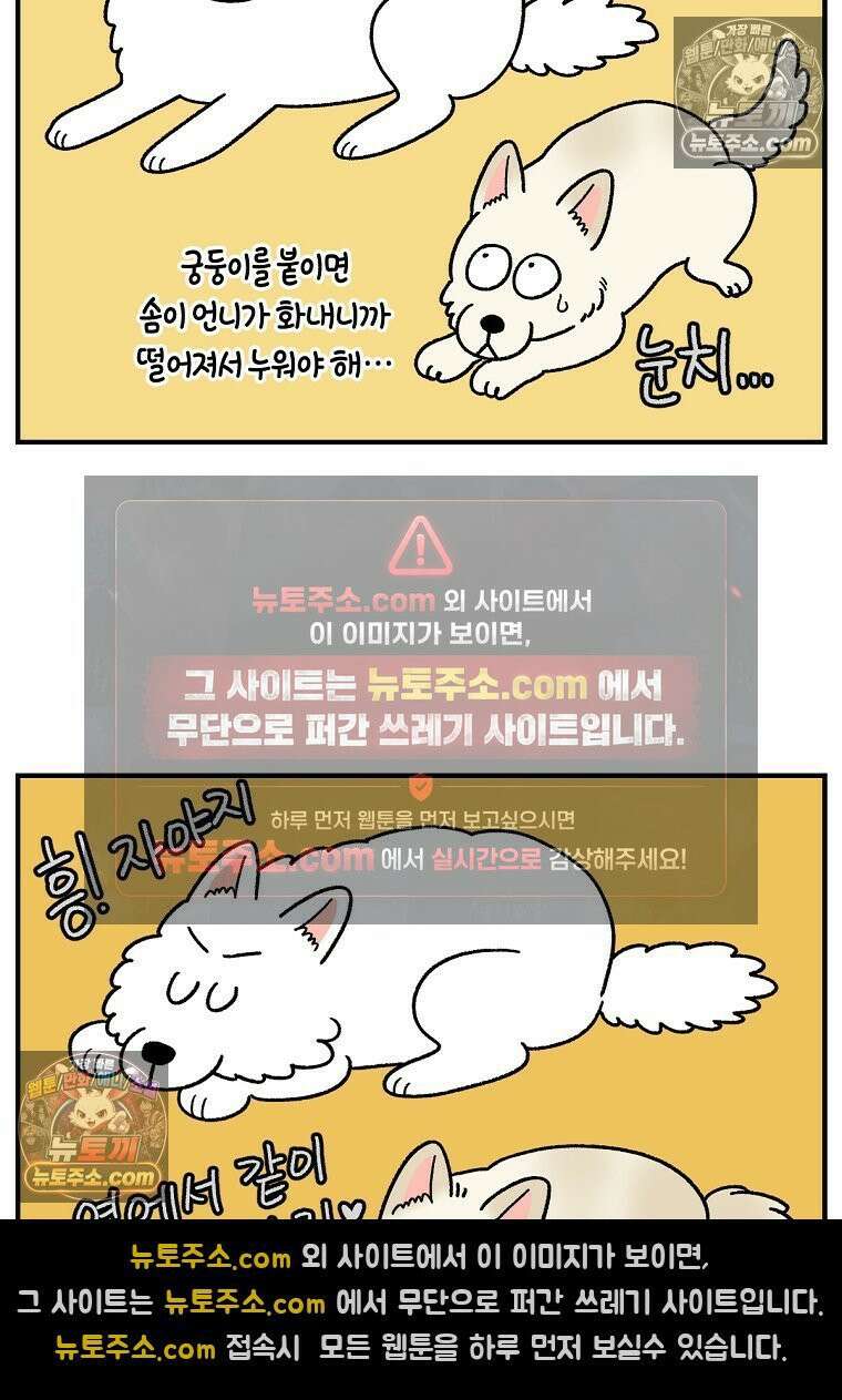 극한견주 시즌2 128화 솜이와 숑이의 싸움 4