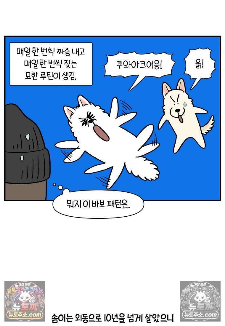 극한견주 시즌2 128화 솜이와 숑이의 싸움 11