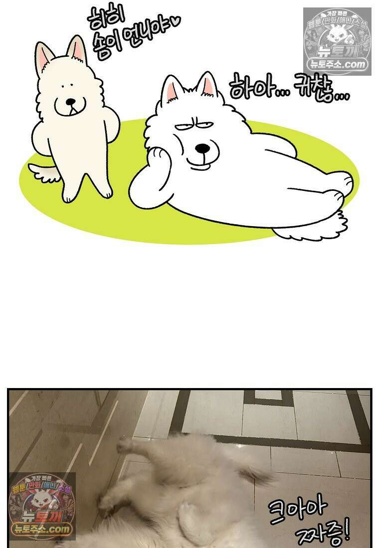 극한견주 시즌2 128화 솜이와 숑이의 싸움 26