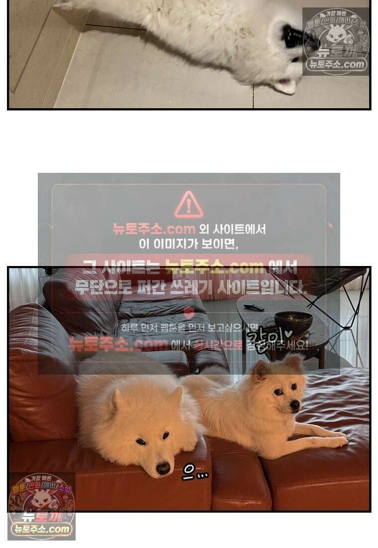 극한견주 시즌2 128화 솜이와 숑이의 싸움 27