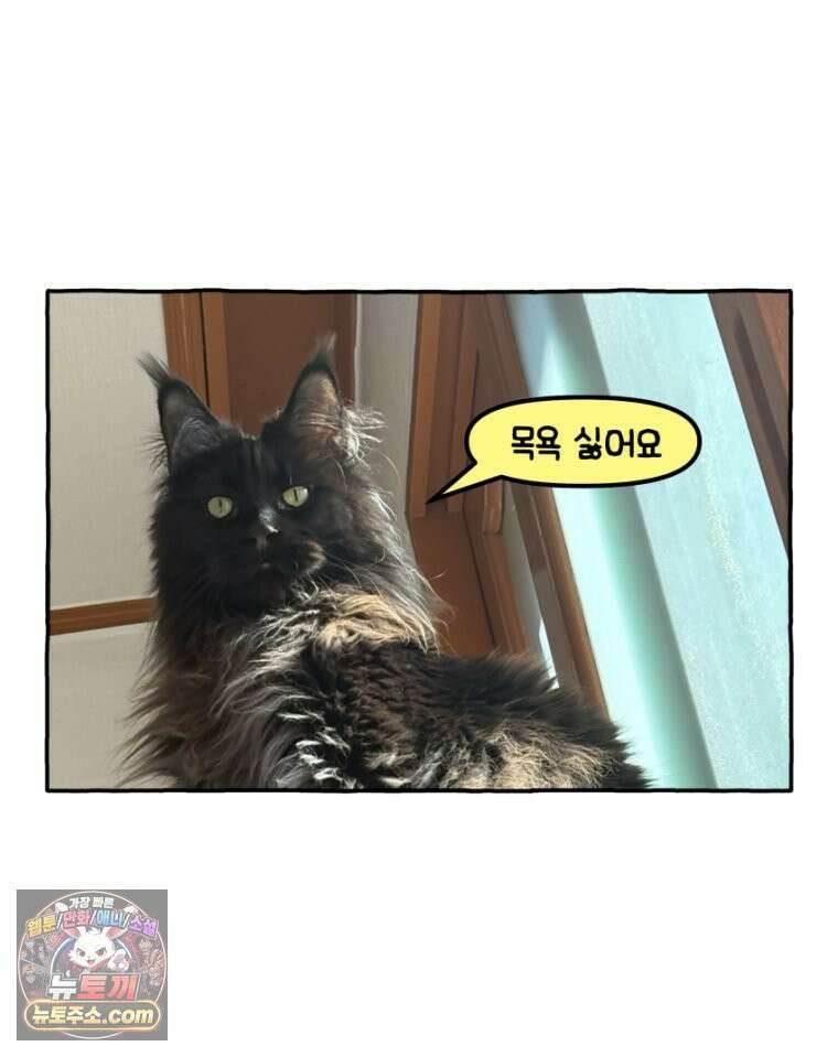 먼지 덩어리 짱덕 29． 고양이 빨래 31