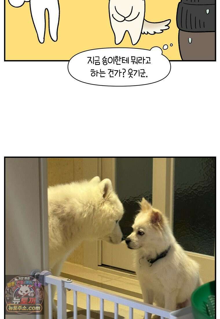 극한견주 시즌2 135화 착한 강아지 25